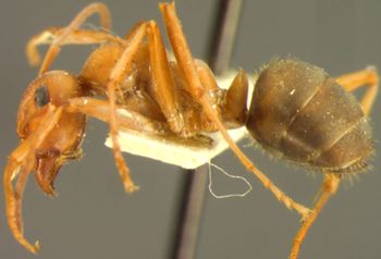 Media type: image; Entomology 9208   Aspect: habitus lateral view